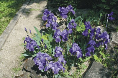 Iris pallida (Giardino roccioso) Iris pallida (Giardino roccioso)