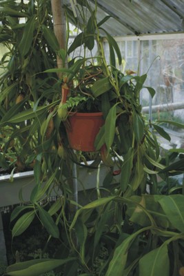 Nepenthes alata (Piante carnivore) Nepenthes alata (Piante carnivore)